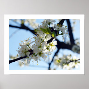 Blommar av plommon poster