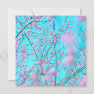 Blommar av plommon (Suzhou, China)