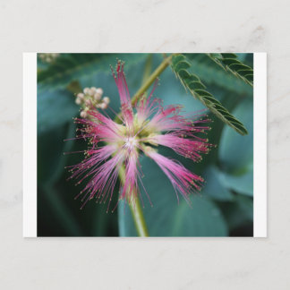 Blommar av Rosa Mimosa Vykort