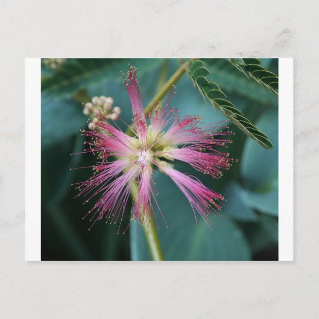 Blommar av Rosa Mimosa Vykort (Framsida)