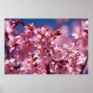 Blommar av Sakura Cherry som stängts av av solljus Poster