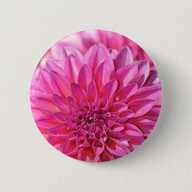 Blommar av vacker rosa dahlia-blomma knapp (Framsida)