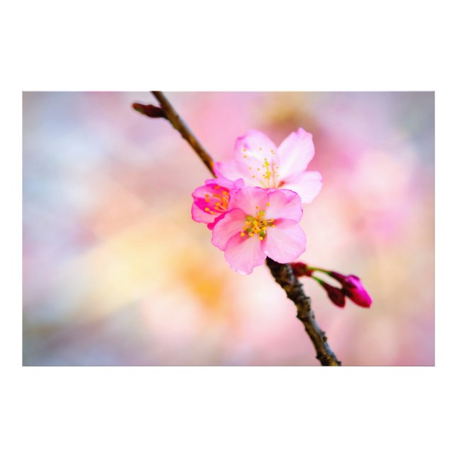 Blommar av vackra Sakura Cherry Fototryck (Framsidan)