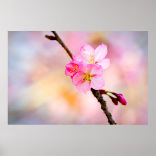 Blommar av vackra Sakura Cherry Poster