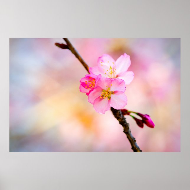 Blommar av vackra Sakura Cherry Poster (Framsidan)