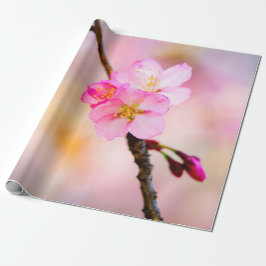 Blommar av vackra Sakura Cherry Presentpapper