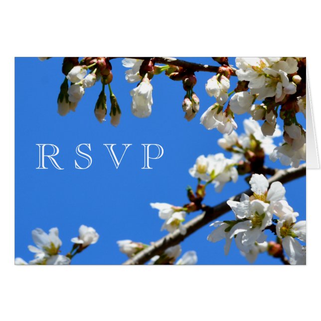 Blommar av vita körsbär från vår OBS kort (Framsidan Horizontal)