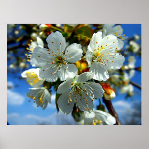 blommar av vitt äpple poster