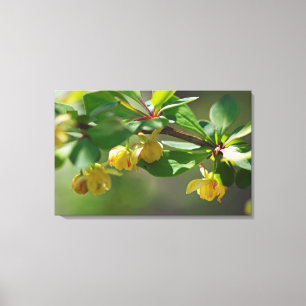 Blommar Barberry - Springtime Canvastryck