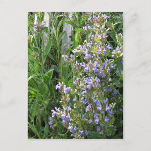 Blommar Blue Sage Blank-vykort Vykort