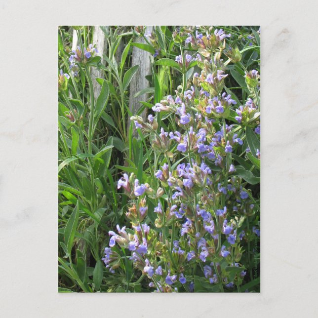 Blommar Blue Sage Blank-vykort Vykort (Framsida)