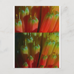 Blommar BUDS: Cactus Vild: Hälsning, Goodluck Vykort