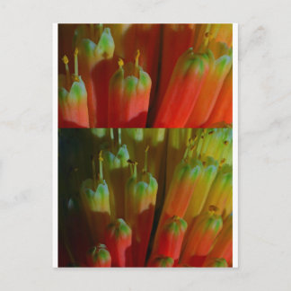 Blommar BUDS: Cactus Vild: Hälsning, Goodluck Vykort