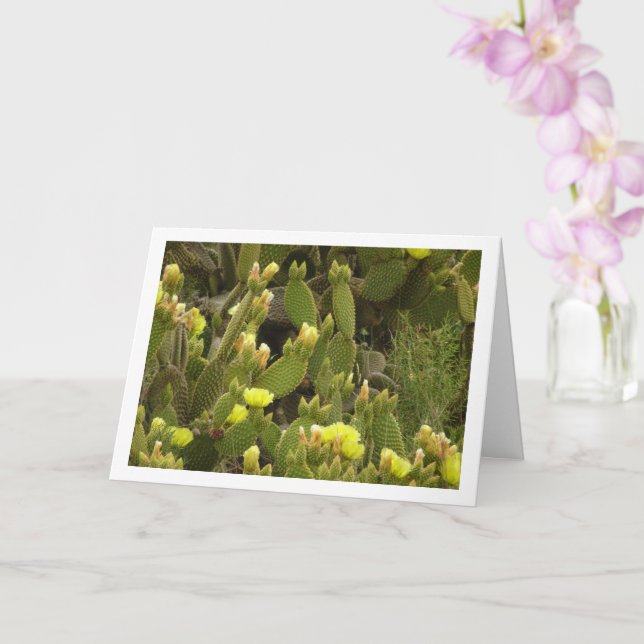 Blommar Bunny Öron Cactus, Opuntia Microdasys Kort (Orkide)