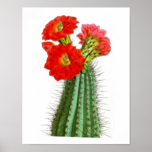Blommar Cactus No2 Vintage Natural History Skriv u Poster