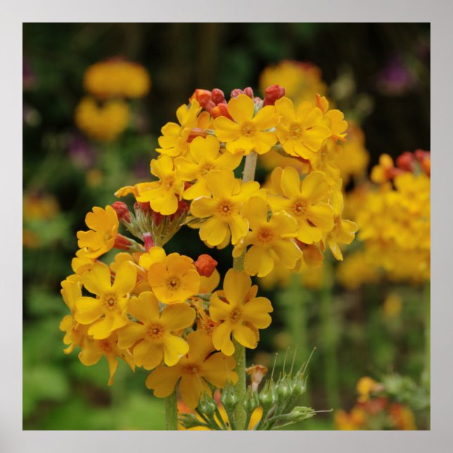 Blommar Candelabra Primula Poster (Framsidan)