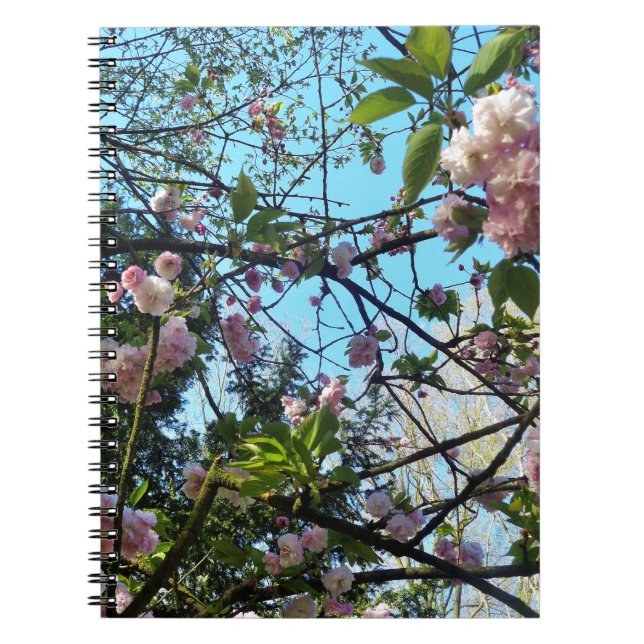 Blommar Cherry, Blommar, natur, Rosa Flower Anteckningsbok Med Spiral (Framsidan)