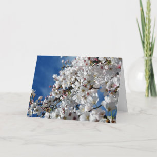 Blommar Cherry Träd Card Kort