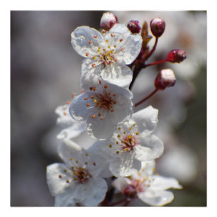 Blommar Cherry Träd Fototryck