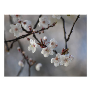 Blommar Cherry Träd Fototryck