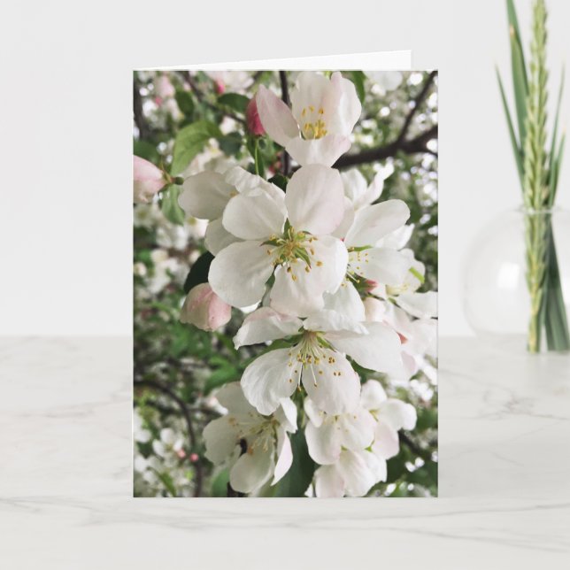 Blommar Crabapple Kort (Framsida)