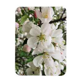 Blommar Crabapple Magnet