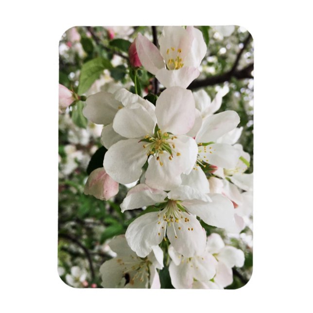Blommar Crabapple Magnet (Vertikal)