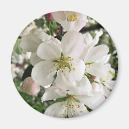 Blommar Crabapple Magnet
