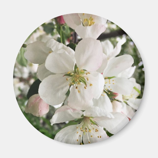 Blommar Crabapple Magnet (Framsidan)