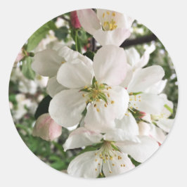 Blommar Crabapple Runt Klistermärke