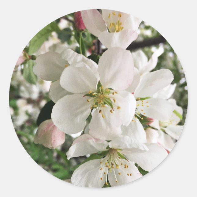 Blommar Crabapple Runt Klistermärke (Framsida)