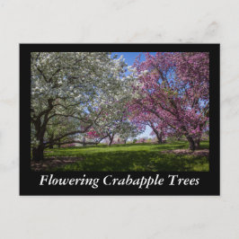 Blommar Crabapple Träd Vykort