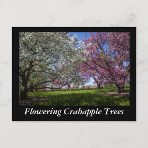 Blommar Crabapple Träd Vykort