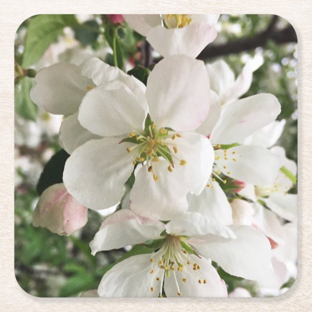 Blommar Crabapple Underlägg Papper Kvadrat (Framsidan)