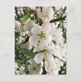 Blommar Crabapple Vykort