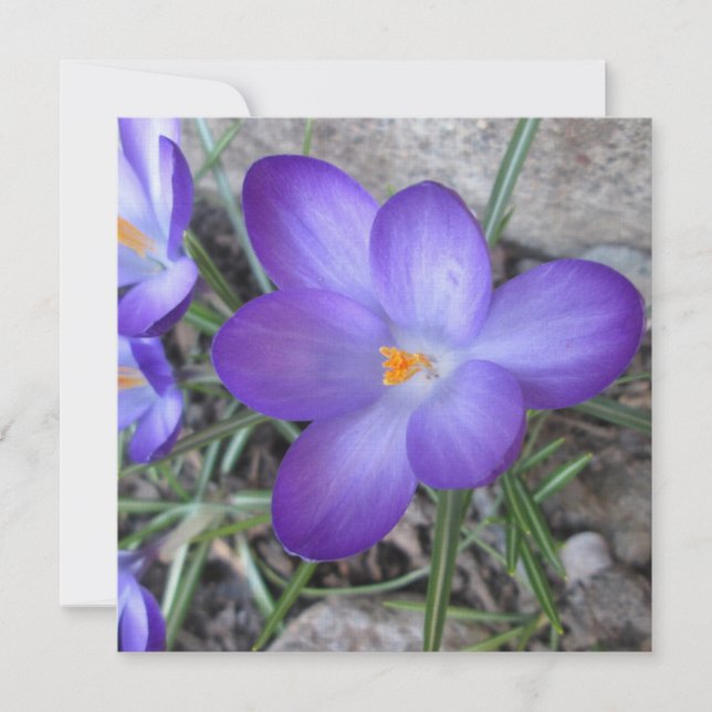 Blommar Crocus Garden Plant (Framsida)