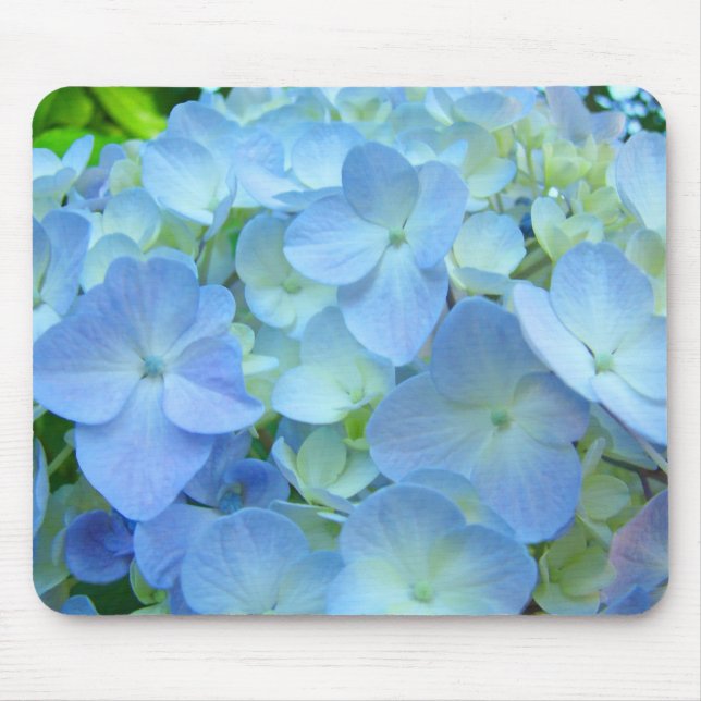 Blommar den pastellfärgade vanlig hortensia för musmatta (Framsidan)