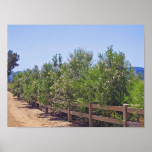 Blommar Desert Willows och Väg Poster