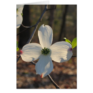 Blommar Dogwood - Anpassad2 OBS Kort