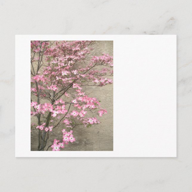 Blommar Dogwood Vykort (Framsida)