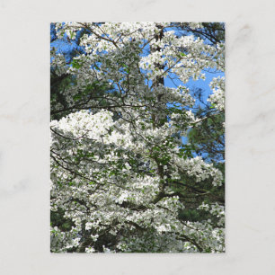Blommar Dogwood Vykort