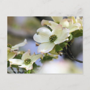 Blommar Dogwood [vykort] Vykort