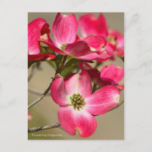 Blommar Dogwood [vykort] Vykort