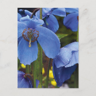 blommar flora blommor Pälsväxter trädgårdsvin Vykort