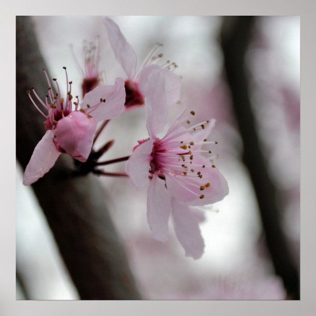 Blommar Flowers för vackra Cherry Poster (Framsidan)