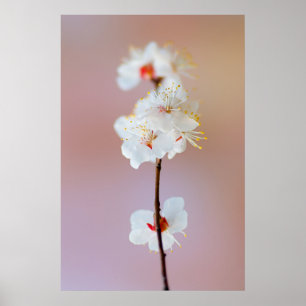 Blommar för Adsible Japansk Apricot Poster