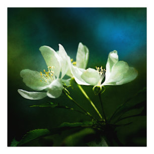 Blommar för äpple - två blommor fototryck