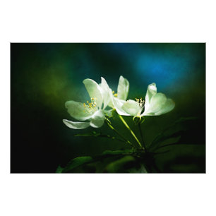 Blommar för äpple - två blommor fototryck