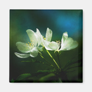 Blommar för äpple - två blommor magnet