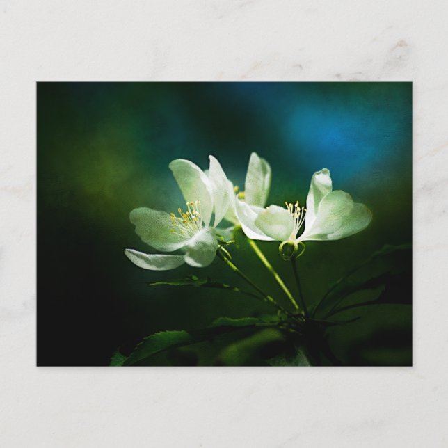Blommar för äpple - två blommor vykort (Framsida)